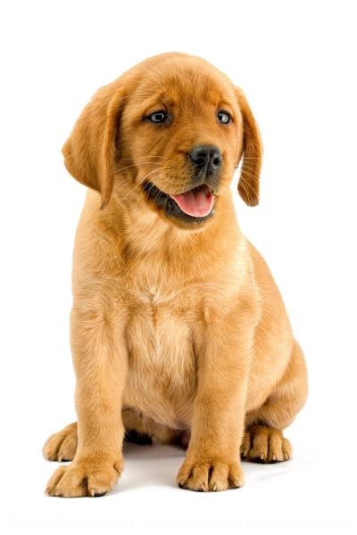 拉布拉多犬 PNG免抠(400x600)