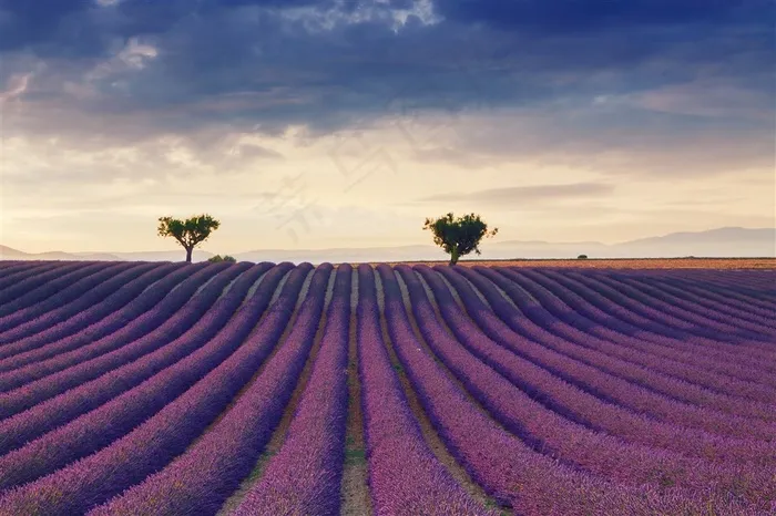 美丽的薰衣草景色风景图