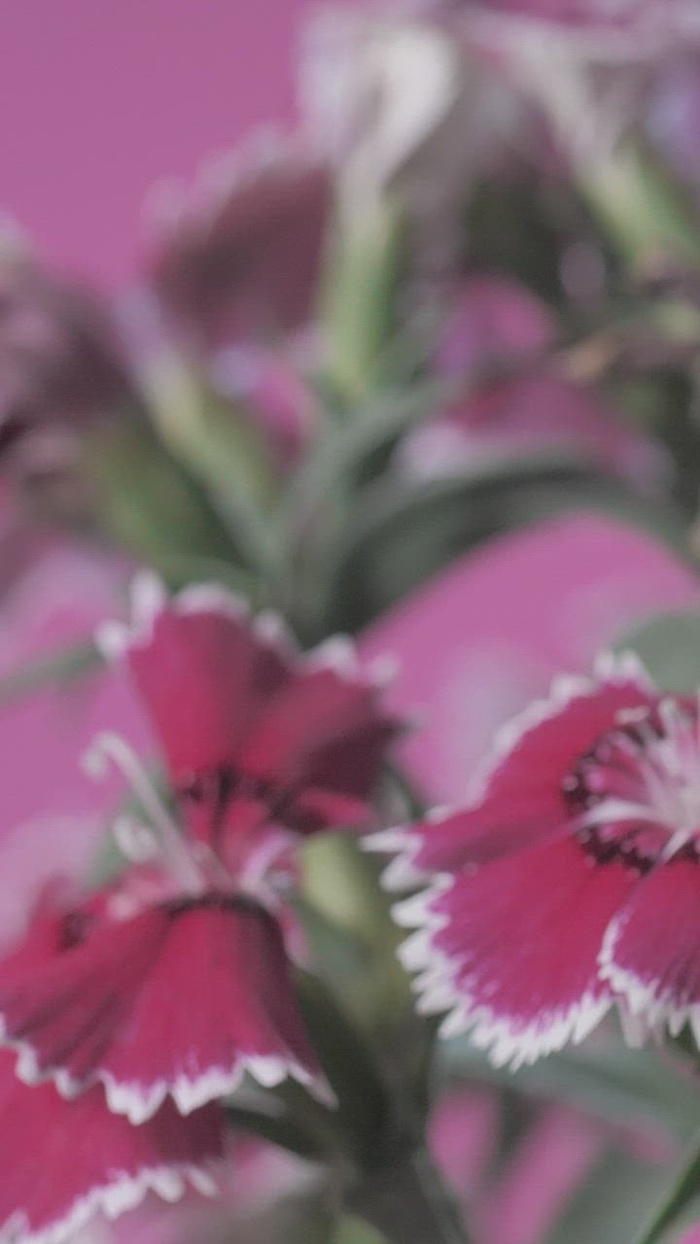 茎和绿叶之间的花