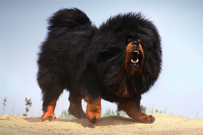 中华神犬藏獒高清