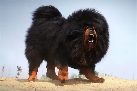 中华神犬藏獒高清