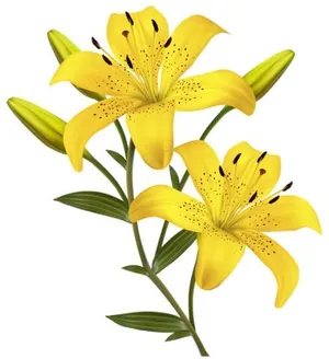 百合花免抠