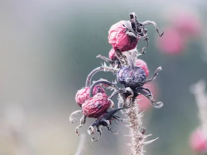 干枯玫瑰花花苞图片 干枯玫瑰花花苞图片
