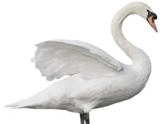 天鹅 PNG免抠