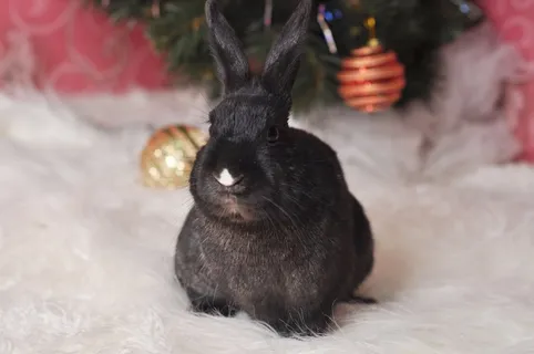 一只黑色兔子图片 一只黑色兔子图片