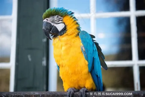 聪明的鹦鹉素材图 聪明的鹦鹉素材图