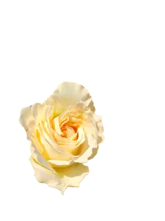 黄玫瑰“免抠”