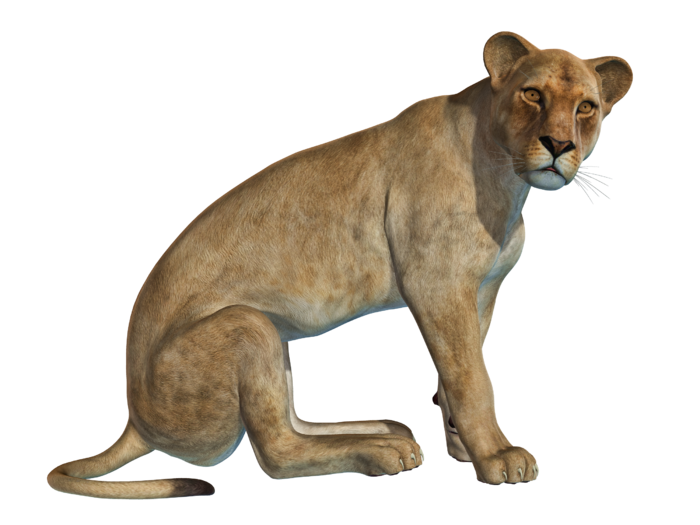 狮子动物园动物森林野生设计素材