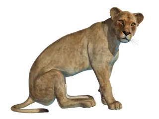 狮子动物园动物森林野生设计素材