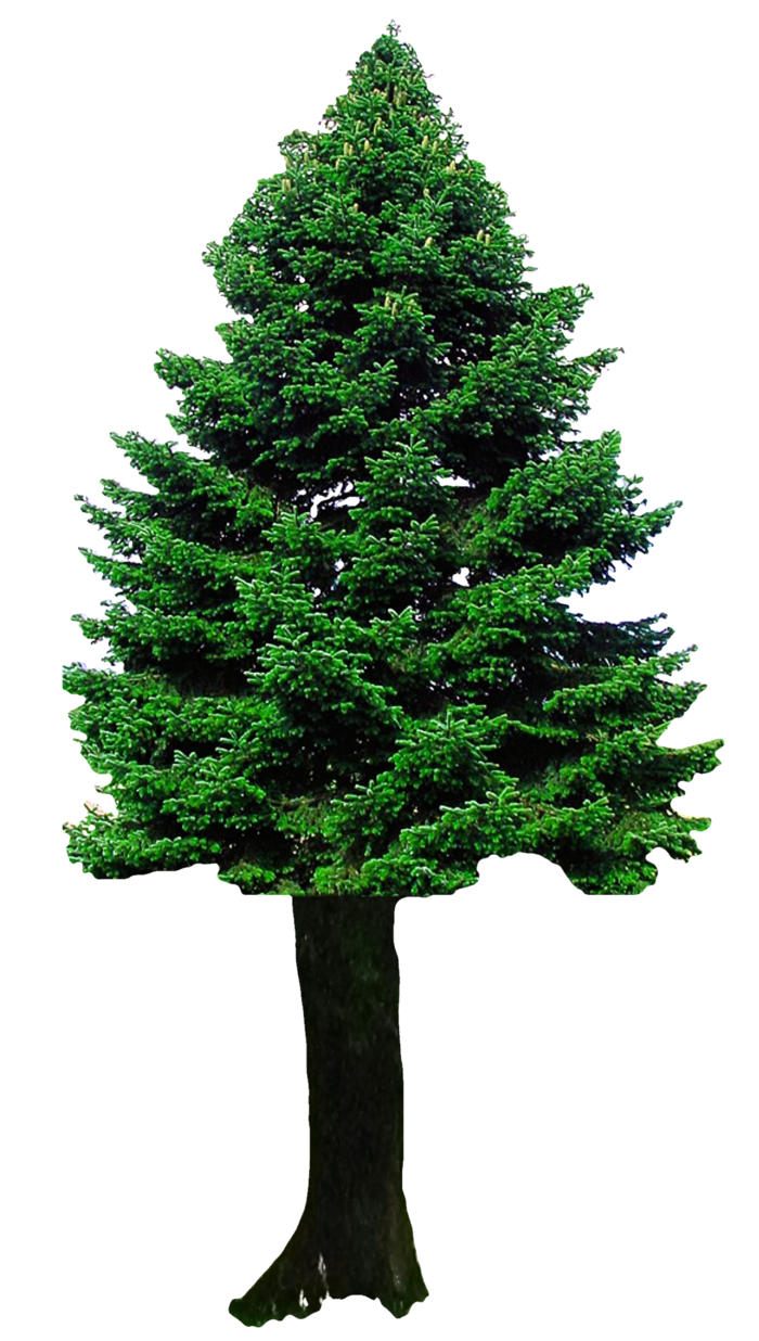 松树圣诞节