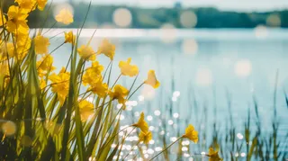 湖面岸边生长的小黄花摄影图