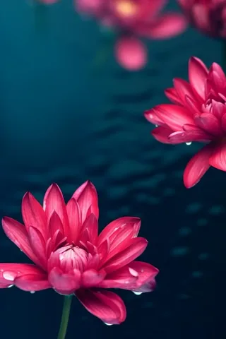 粉色唯美花大气背景