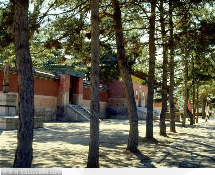 承德避暑山庄-成排的松树