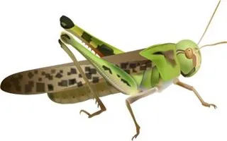蚱蜢 PNG免抠