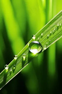 雨天小草上的水珠嫩叶摄影图 雨天小草上的水珠嫩叶摄影图