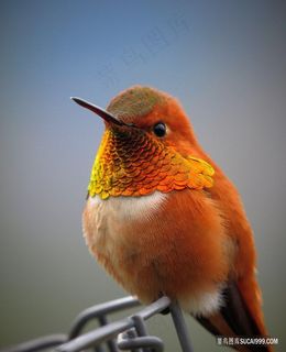 高清美丽的橘色小鸟微距特写图片