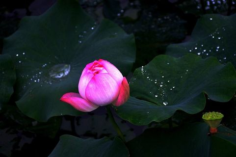 自助游摄影荷花含苞待放