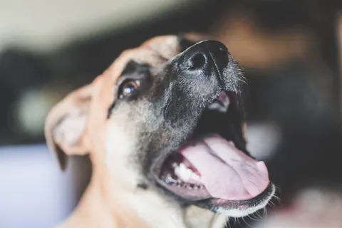 美国比特犬图片 美国比特犬图片