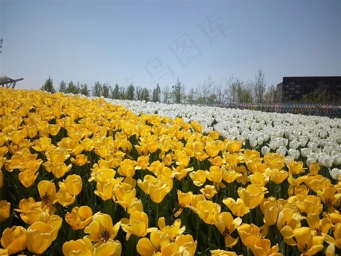 盛开的郁金香