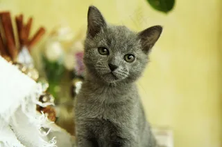 可爱英国灰短猫图片