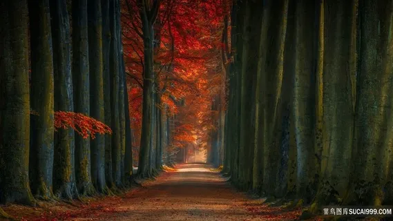 森林小路背景素材