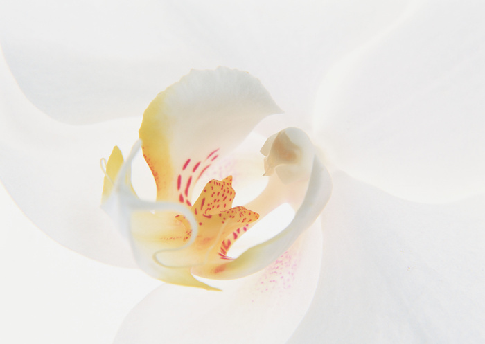 花朵特写白