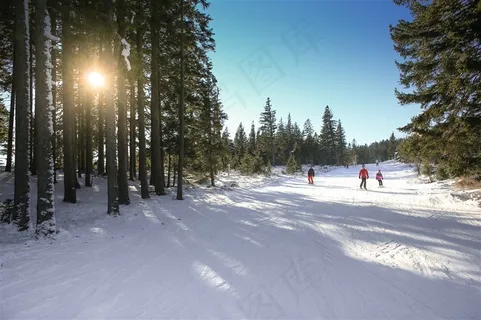 冬季滑雪的人和太阳绿色的树木 冬季滑雪的人和太阳绿色的树木