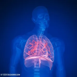 人体器官肺部血管透视图片