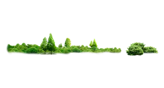 树木树枝树叶免扣素材