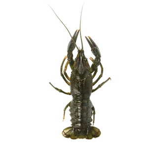 虾类(13)海鲜超市商品红酒白底图免抠实物摄影png格式图片透明底