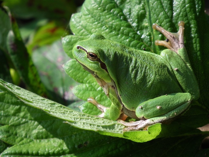 青蛙系列 - 美丽发呆的绿色青蛙