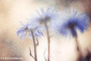 花朵植物露珠高清图