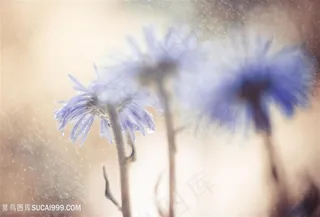 花朵植物露珠高清图