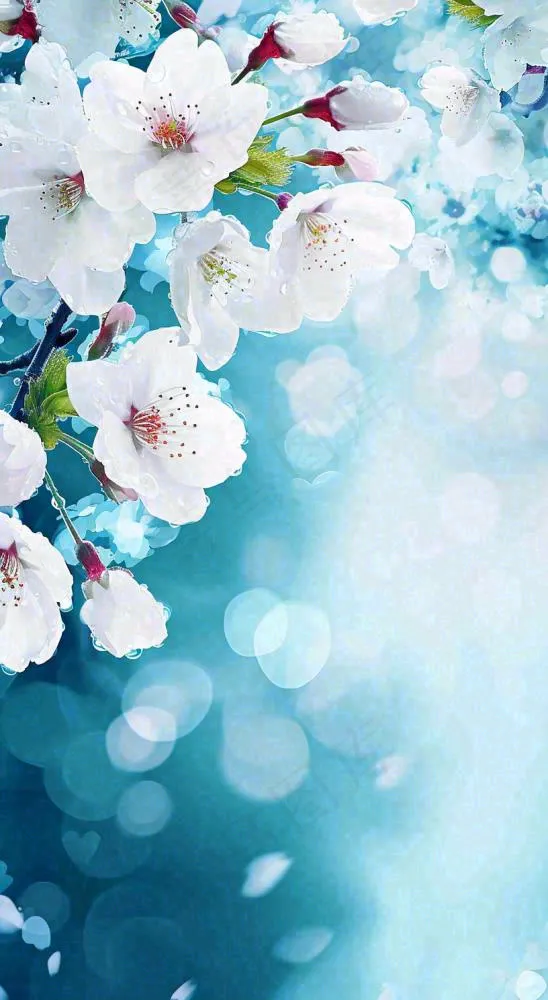 唯美清新白色鲜花，文艺新鲜浪漫情人节摄影图(816x1488)