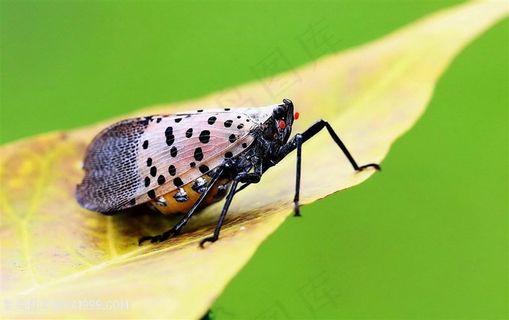 斑衣蜡蝉图片