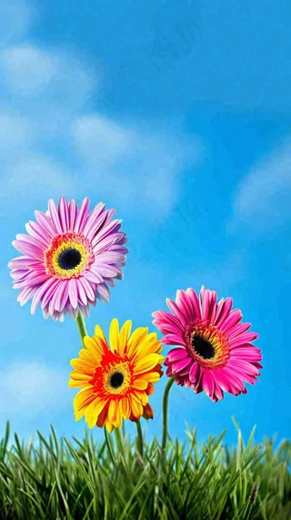 春天蓝天白云草坪鲜花，五彩缤纷鲜艳摄影图