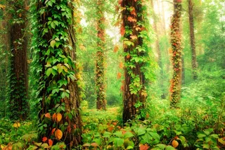 绿色童话森林高清图片