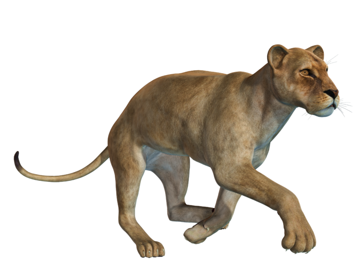 狮子动物园动物森林野生设计素材