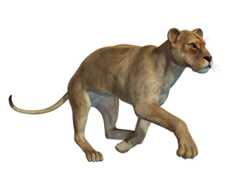 狮子动物园动物森林野生设计素材