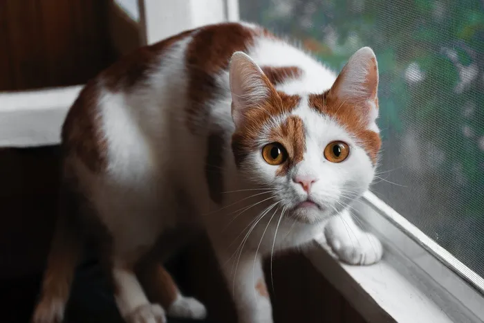 可爱猫咪猫猫摄影素材