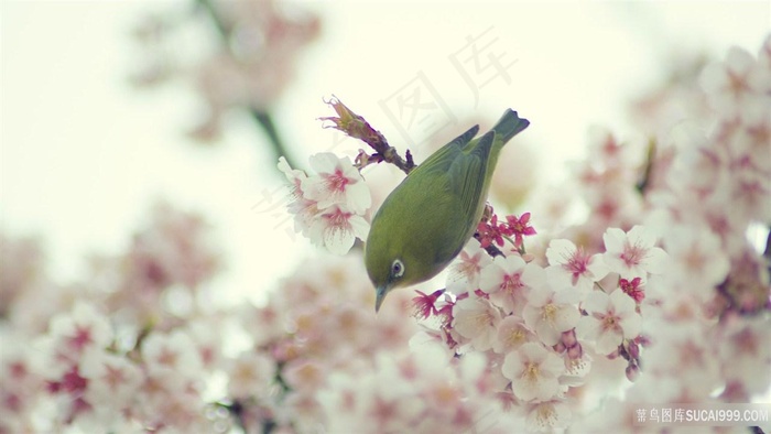 花卉唯美鸟树枝壁纸