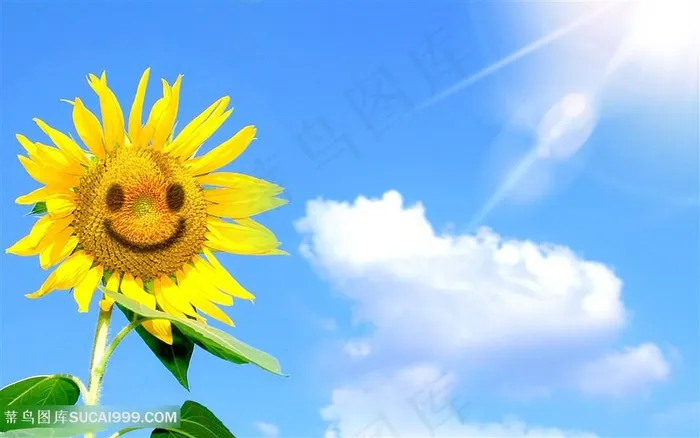 代表希望的微笑的太阳花