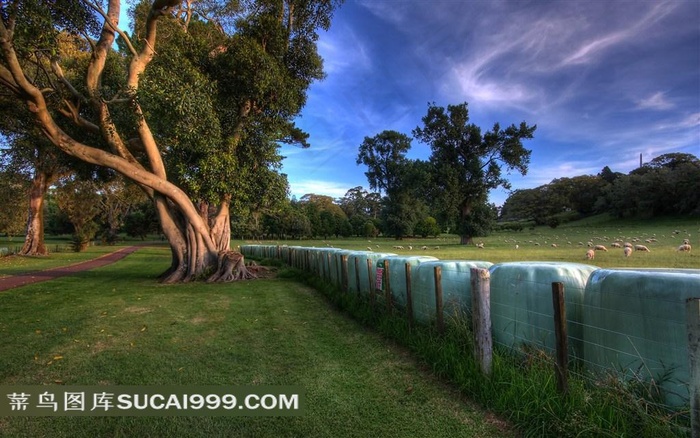 唯美牧场树林风景图片