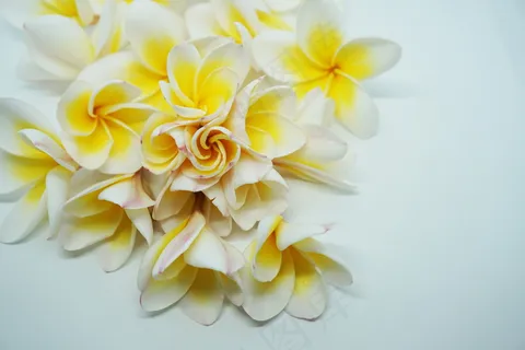 素馨花图片 素馨花图片