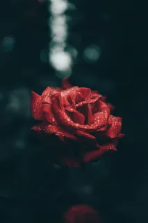 雨后玫瑰唯美图片 雨后玫瑰唯美图片