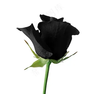 黑色玫瑰花图片素材 黑色玫瑰花图片素材