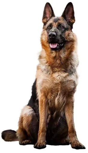 德国牧羊犬 PNG免抠(1085x1889)