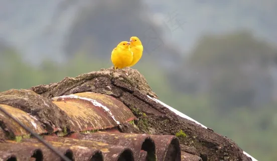 情侣金丝雀摄影图片