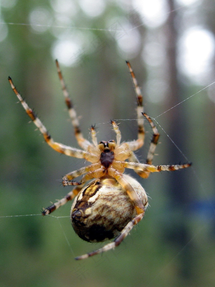 毛蜘蛛织网图片