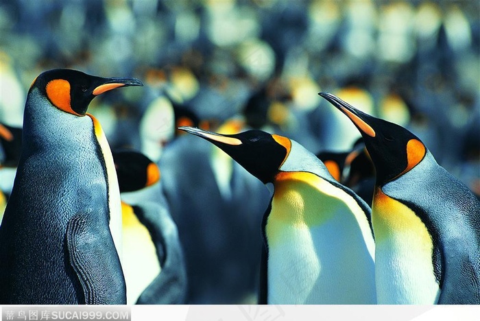 针锋相对的企鹅